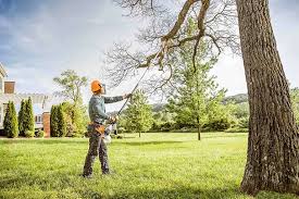 Best Leaf Removal  in Center, TX